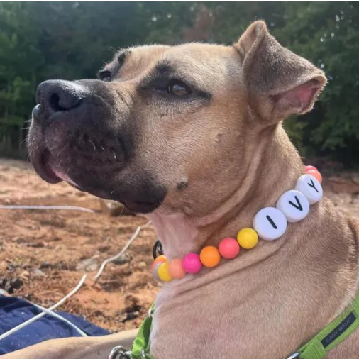 Personalized Pet Name Necklace – Comes with a Free Matching Bracelet